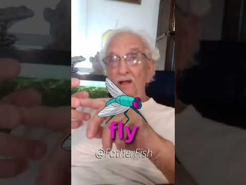 Best Betta Food - Do NOT Feed Pellets!