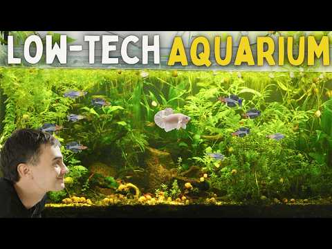 How to Set Up Your First Aquarium (Step-by-Step)