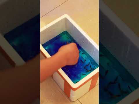 The Step-by-Step Guide to Introducing New Fish to Your Tank | Fishkeeping | aqualista.com