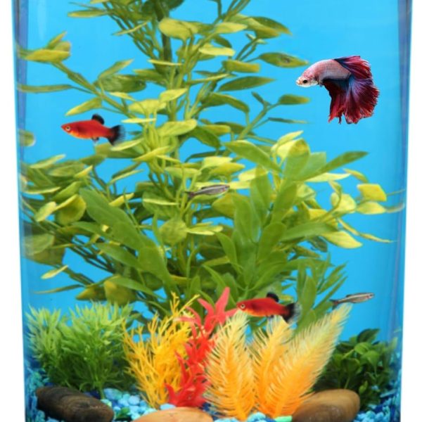 Koller 3-Gallon 360 Aquarium with LED Lighting and Power Filter
