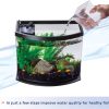 minibow fish tank