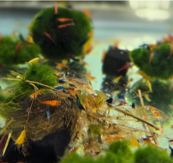Swimming Creatures™ Neocaridina Shrimp 20+1 Mystery Snail Live Aquarium Combo