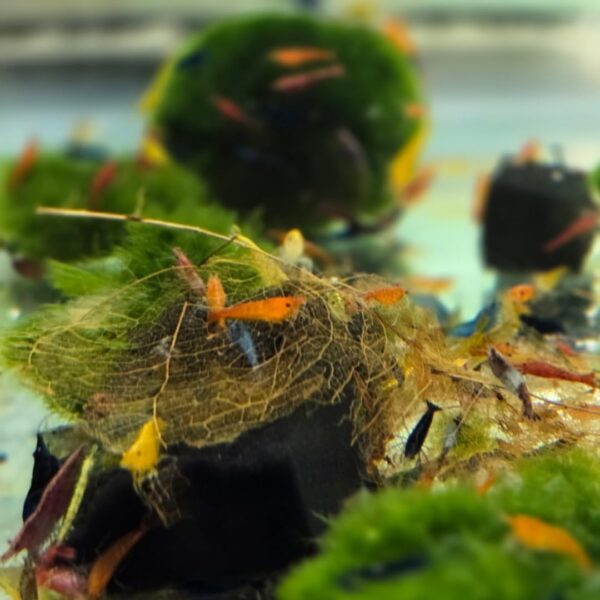 a lot of shrimps in the fish tank