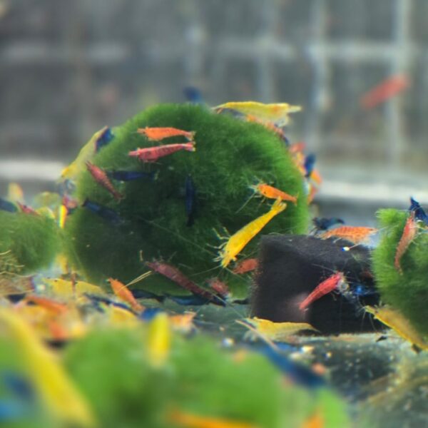 Swimming Creatures™ Neocaridina Shrimp 20+1 Mystery Snail Live Aquarium Combo