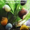 Swimming Creatures™ Neocaridina Shrimp 20+1 Mystery Snail Live Aquarium Combo