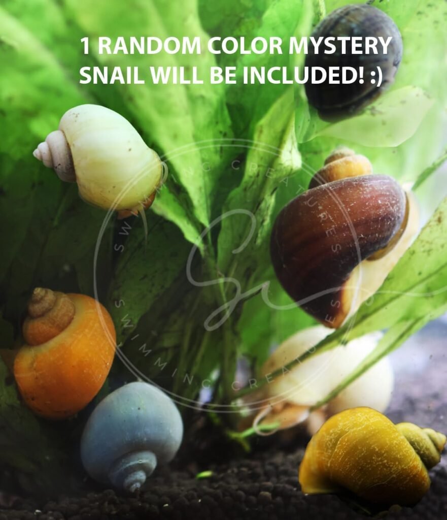 Swimming Creatures™ Neocaridina Shrimp 20+1 Mystery Snail Live Aquarium Combo