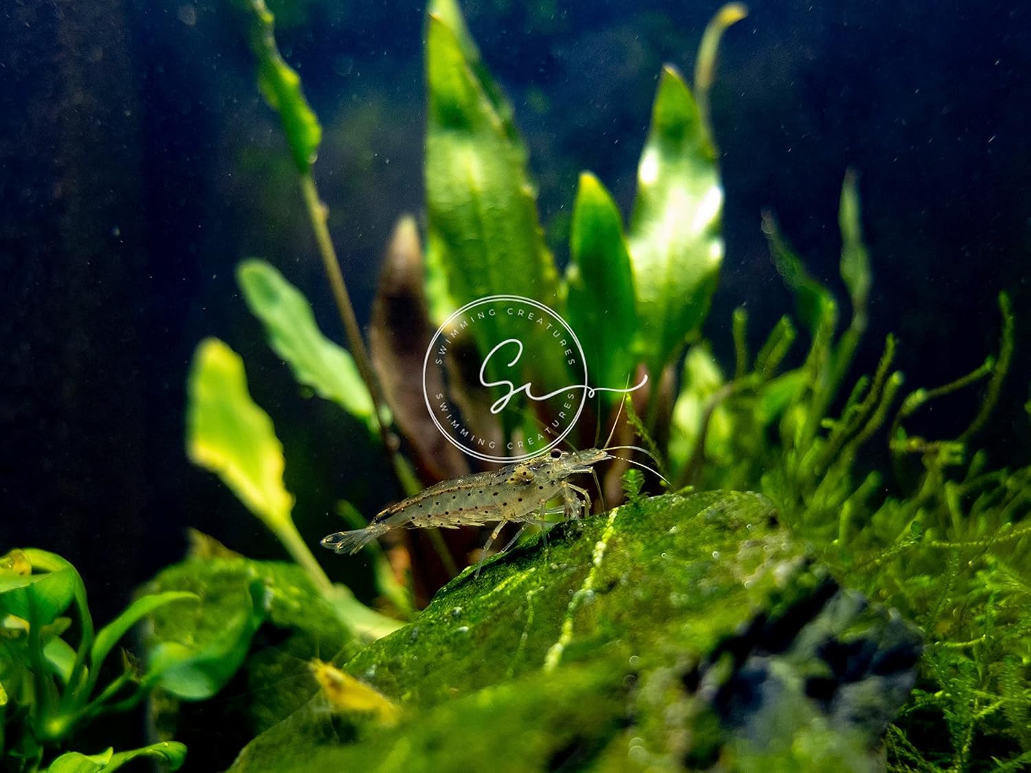 LIVING SHRIMP IN THE FISH TANK