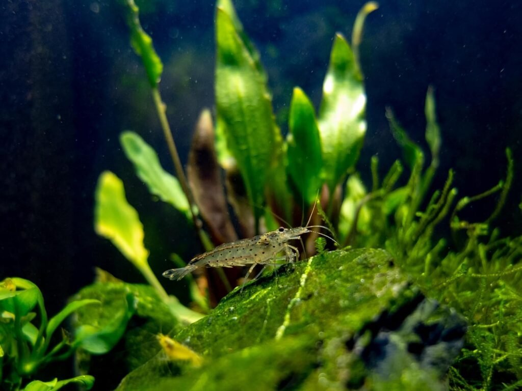 Swimming Creatures™ 10 Amano Shrimp – Premium High-Grade Live Freshwater Aquarium Cleaners