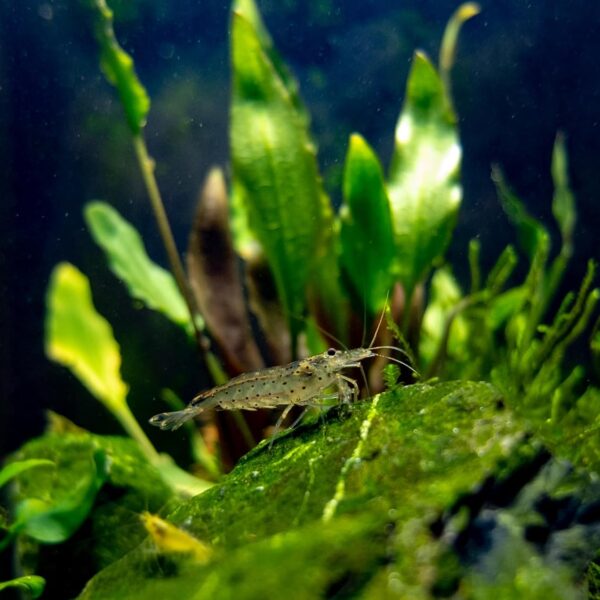 Swimming Creatures™ 10 Amano Shrimp – Premium High-Grade Live Freshwater Aquarium Cleaners