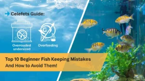 Top 10 Beginner Fish Keeping Mistakes