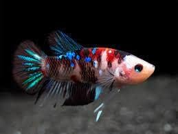 D&A Tropical Female Koi Galaxy Betta – Assorted Colors – Live Aquarium Fish