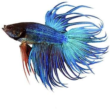 Live Crowntail Betta Splendens – Vibrant Male Siamese Fighting Fish for Aquariums & Fish Tanks