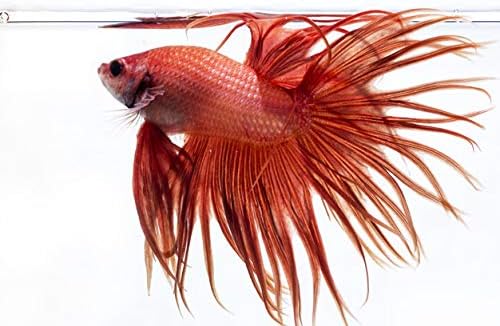 Live Crowntail Betta Splendens – Vibrant Male Siamese Fighting Fish for Aquariums & Fish Tanks