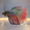 Super Delta Betta – Live Aquarium Tropical Fish