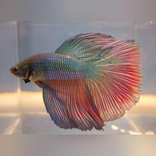 Super Delta Betta – Live Aquarium Tropical Fish
