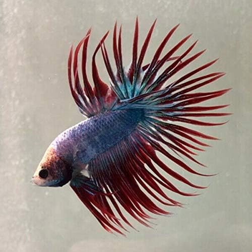 Live Crowntail Betta Splendens – Vibrant Male Siamese Fighting Fish for Aquariums & Fish Tanks