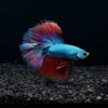 D&A Tropical Halfmoon Betta Live Fish – Male, Assorted Colors – Vibrant Live Betta
