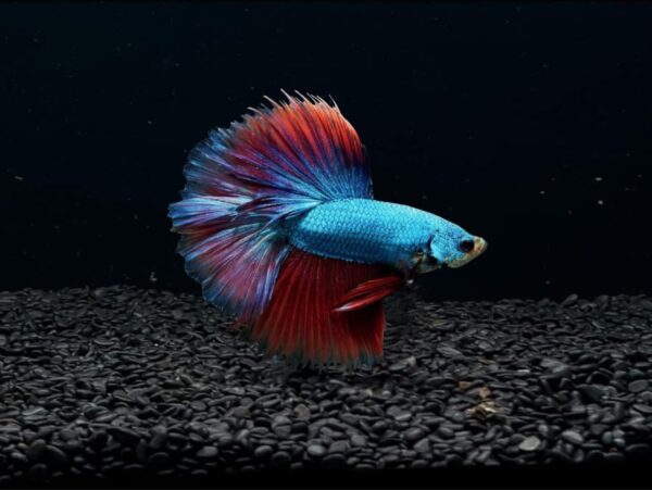 D&A Tropical Halfmoon Betta Live Fish – Male, Assorted Colors – Vibrant Live Betta
