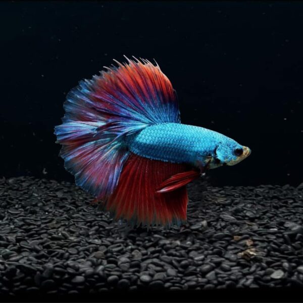 D&A Tropical Halfmoon Betta Live Fish – Male, Assorted Colors – Vibrant Live Betta