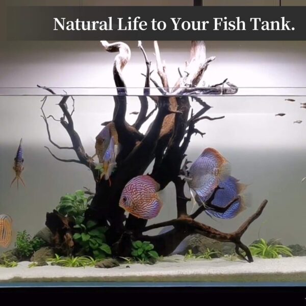 Majoywoo Natural Coral Driftwood for Aquarium & Reptile Decor 3-Piece Assorted Branch Set