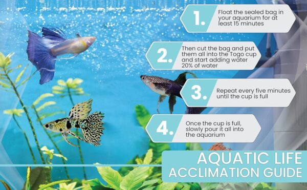 8181U4Mvb5L._AC_SL1500_.jpg D&A Tropical Breeding Pair – Koi Galaxy Betta Fish (Assorted Colors)