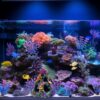 Vibrant Coral Reef Fish Tank Decorations - Safe Resin Mountain with Aquatic Plants