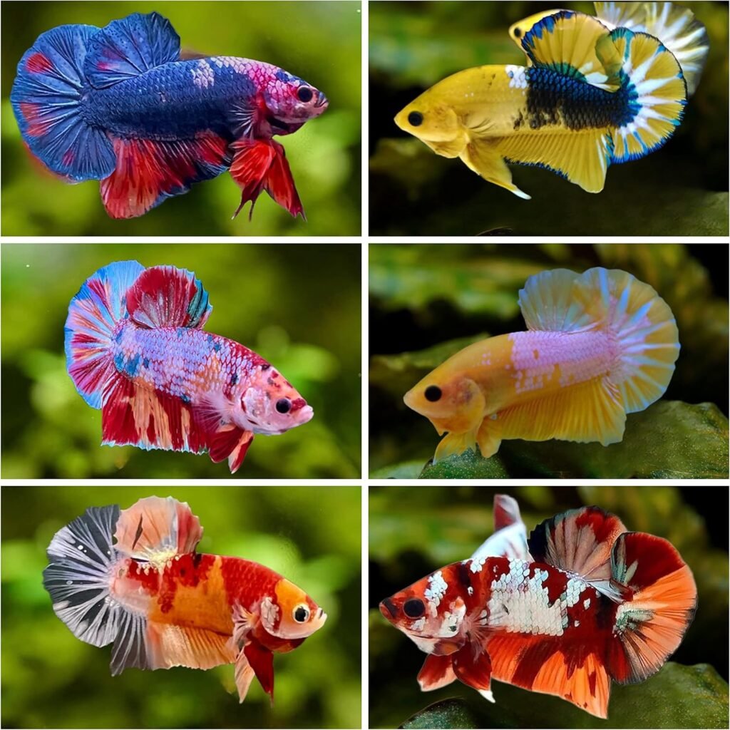 D&A Tropical Breeding Pair – Koi Galaxy Betta Fish (Assorted Colors)